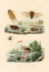 ホタル、1833-39