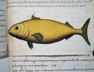 タラのように大きな魚、Isle De La Sante、フランスのCompagnie royale de la Mer du Sudの船長Jacques Gouin de Beauchesne (1652-1730)の航海日誌からの水彩画、1698年から1701年まで。