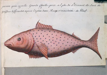 ビッグマウスと呼ばれる魚、カーボベルデのサン・ビセンテ島、フランスのCompagnie royale de la Mer du Sudの船長Jacques Gouin de Beauchesne（1652-1730）が1698年から1701年にかけて作成した航海日誌の水彩画。