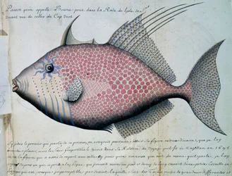 カーボベルデ、サンビセンテ島、ボースと呼ばれる魚、フランスのCompagnie royale de la Mer du Sudの船長Jacques Gouin de Beauchesne（1652-1730）が1698年から1701年にかけて作成した航海日誌の水彩画。