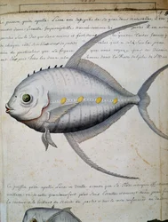 カーボベルデ、サン・ビセンテ島のリッセと呼ばれる魚、フランスのCompagnie royale de la Mer du Sudの船長Jacques Gouin de Beauchesne（1652-1730）が1698年から1701年にかけて作成した航海日誌の水彩画。