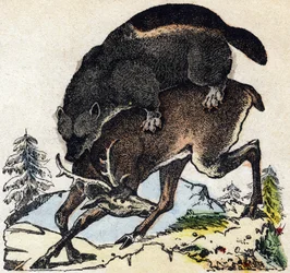 大食漢。Alphabet des animaux sauvages "に掲載されている版画。9th Serie.エピナルのイメージ、ペラン、印刷・出版業者、1870年頃。木にステンシルで描かれた版画。16ページ。16ページ。厚さ20×15cm。個人蔵
