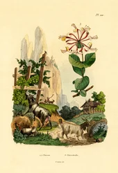 山羊、1833-39