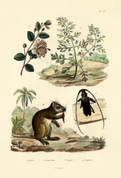 山羊、1833-39