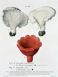 Jean Jacques Paulet "Traité des champignons "のハーフファンネルとファンネルのゾンデ 18世紀後半