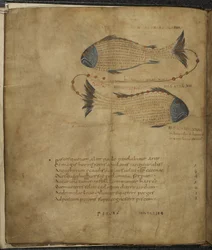 ハーレー 647、f.3v 星座うお座のイラスト、「アラタス」「マーカス トゥリウス キケロ作」より、1820～40 年頃（ベラム）