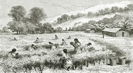 コカの収穫、ペルー、ルトゥールデュモンド誌のイラスト、1877年