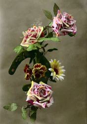 馬蹄と花c.1898（手彩色写真）
