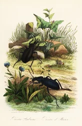 巨大なバイオレット・グラウンド・ビートルズ、Carabus scabrosus