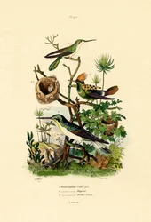 ハチドリ、1833-39