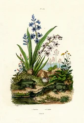 ヒヤシンスの花、1833-39