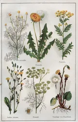 H.M.メニエ博士著 "Mon docteur - Traite de Medecine et d