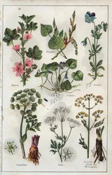 H.M.メニエ博士著 "Mon docteur - Traite de Medecine et d