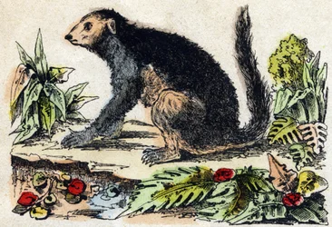 インドリ（レムリア人）。Alphabet des animaux sauvages "に掲載されている彫刻。9th Serie.エピナルのイメージ、ペラン、印刷出版社、1870年頃。木にステンシルで描かれた版画。16ページ。20×15cm。個人蔵
