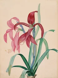 アイリス、1812