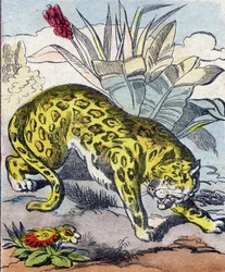 ジャガーBuffon Alphabet des Animaux "に掲載されたエングレーヴィング。3rd Series N 1. Imaging of Epinal, Epinal, late 19th century.16ページ。ディム：28x21cm