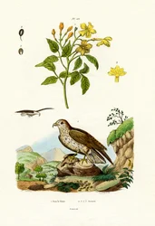ジャスミン、1833-39