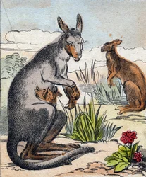 カンガルー。Buffon Alphabet des Animaux "に掲載されているエングレーヴィング。3rd Series N 1. Imaging of Epinal, Epinal, late 19th century.16ページ。ディム：28x21cm