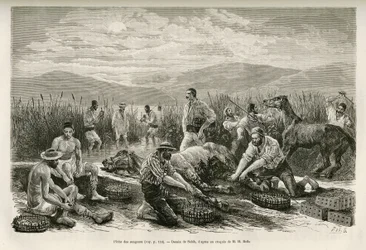 アンリ・ベル：ギリシャへの旅」の物語を説明するためにサヒブが描いた「蛭の嘆き」。