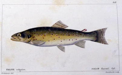 Cuvierの "Histoire naturelle des poissons "による一般的なトラウト、Valenciennes, Paris