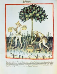 Lat. 9333 フォリオ23v 「Spargus」（アスパラガス摘み）（イブン・ブトラーン作『Tacuinum sanitatis』より）（ヴェラム