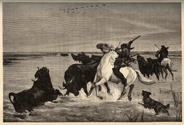 Les oxes (bovine breed) de la camargue d