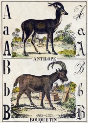 文字 A アンテロープ、B アイベックス。Alphabet des animaux sauvages "に掲載されている図版。9番目のシリーズ。エピナルのイメージ、ペラン、印刷・出版業者、1870年頃。木にステンシルで描かれた版画。16ページ。20×15cm。個人蔵