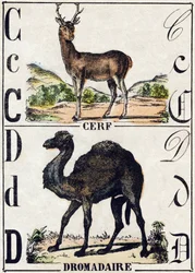 文字 C 鹿、D ドロメダリー。Alphabet des animaux sauvages "に掲載されている彫刻。第9部。エピナルのイメージ、ペラン、印刷・出版業者、1870年頃。木にステンシルで描かれた版画。16ページ。16ページ。厚さ20×15cm。個人蔵