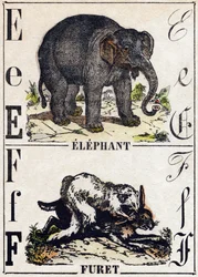 文字 E ゾウ、F フェレット。Alphabet des animaux sauvages "に掲載されている版画。9番目のシリーズ。エピナルのイメージ、ペラン、印刷・出版業者、1870年頃。木にステンシルで描かれた版画。16ページ。20×15cm。個人蔵