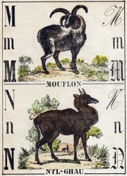 文字 M Mouflon; N Nyl-ghau（ニルガウ）。Alphabet des animaux sauvages "の刻印。9番目のセリー。エピナルのイメージ、ペレラン、印刷出版社、1870年頃。木にステンシルで描かれた版画。16ページ。20×15cm。個人蔵
