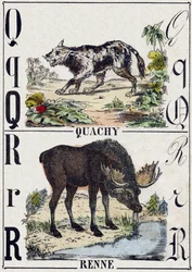 文字 Q クワッチ（南米のライオン犬）、R トナカイ。Alphabet des animaux sauvages "に掲載された版画。第9部。エピナルのイメージ、ペラン、印刷出版社、1870年頃。木にステンシルで描かれた版画。16ページ。16ページ。厚さ20×15cm。個人蔵