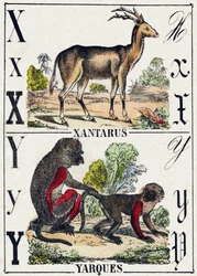 文字 X Xantarus; Y Yarques.Alphabet des animaux sauvages "に掲載されている版画。第9部。エピナルのイメージ、ペラン、印刷・出版業者、1870年頃。木にステンシルで描かれた版画。16ページ。20×15cm。個人蔵