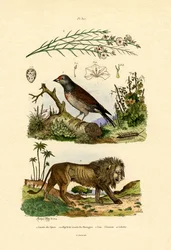 リンネット、1833-39