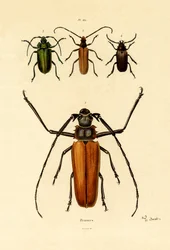 長い角のカブトムシ、1833-39