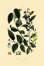 ロータスプラム、1833-39