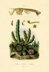 マンティスシュリンプ、1833-39