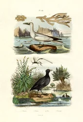 モスアニマル、1833-39
