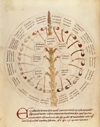 Ms Lat 11229 fol。19r尿分析用のテーブル、Petit Traite dhygiene et Medecineから