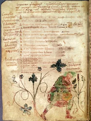 Ms Latin 6862 fol.18v AesculapiusがBetonyを発見、Antonius Musa（紀元前63年から14年紀元前）の原稿から