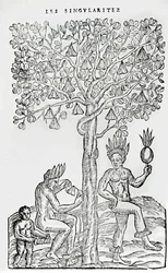 ナナフルーツ、薬用植物、アンドレアドテーヴェ作「Singularities of France Antarctique」のイラスト（1558年）