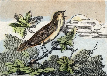 ナイチンゲール。Buffon Alphabet des Oiseaux n 1 "のエングレーヴィング。3rd Serie N 1. Imaging of Epinal, Epinal, late 19th century.16ページ。ディム：28x21cm