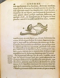 光学図、1662年、ハーグで出版されたルネデカルト（1596-1650）によるデホーミネフィグリスから