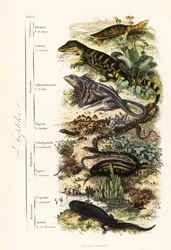 爬虫類の目：傷つきやすいインドのサシガメ、Nilssonia gangetica、メガネカイマン、Caiman crocodilus、エリマキトカゲ、Chlamydosaurus kingii、コモンスケーリーフット、Pygopus lepidopudus、ヨーロッパガラストカゲ、Pseudopus apodus、コモンバイパー。