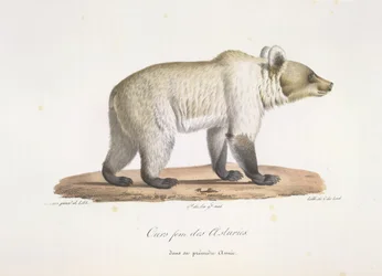 アストゥリアス出身のクマの女性。 哺乳類の自然史からの女性のスペインのヒグマ（カラーリソ）
