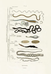 寄生虫、1833-39