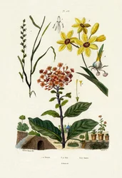 多年生ライグラス、1833-39