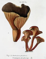 Jean Jacques Paulet "Traité des champignons "に掲載されているリンのキノコ 18世紀後半