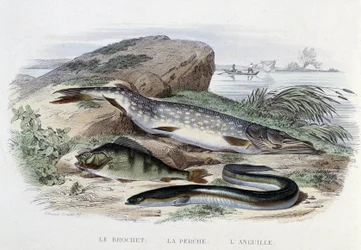 魚座：カマス、スズキ、ウナギ - Lacépèdeの「Histoire Naturelle」、Furne編、パリ