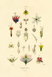 植物育種、1833-39