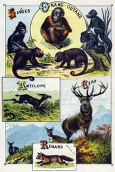 プレート1：サル、オランウータン、アンテロープ、シカ、キツネ。Syllabary alphabet of wild animals "のエングレーヴィング。19世紀後半、エピナルの印刷出版社、Serie A. Pellerin et Cie。Chromolithographs 。8ページの小さな広告アルバムには五十音図と
